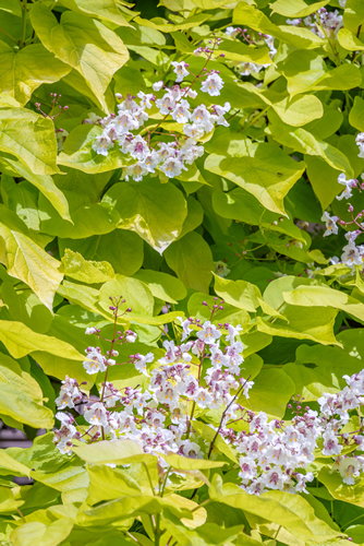 Closeup of white and maroon flowers blooming on a Golden Catalpa tree